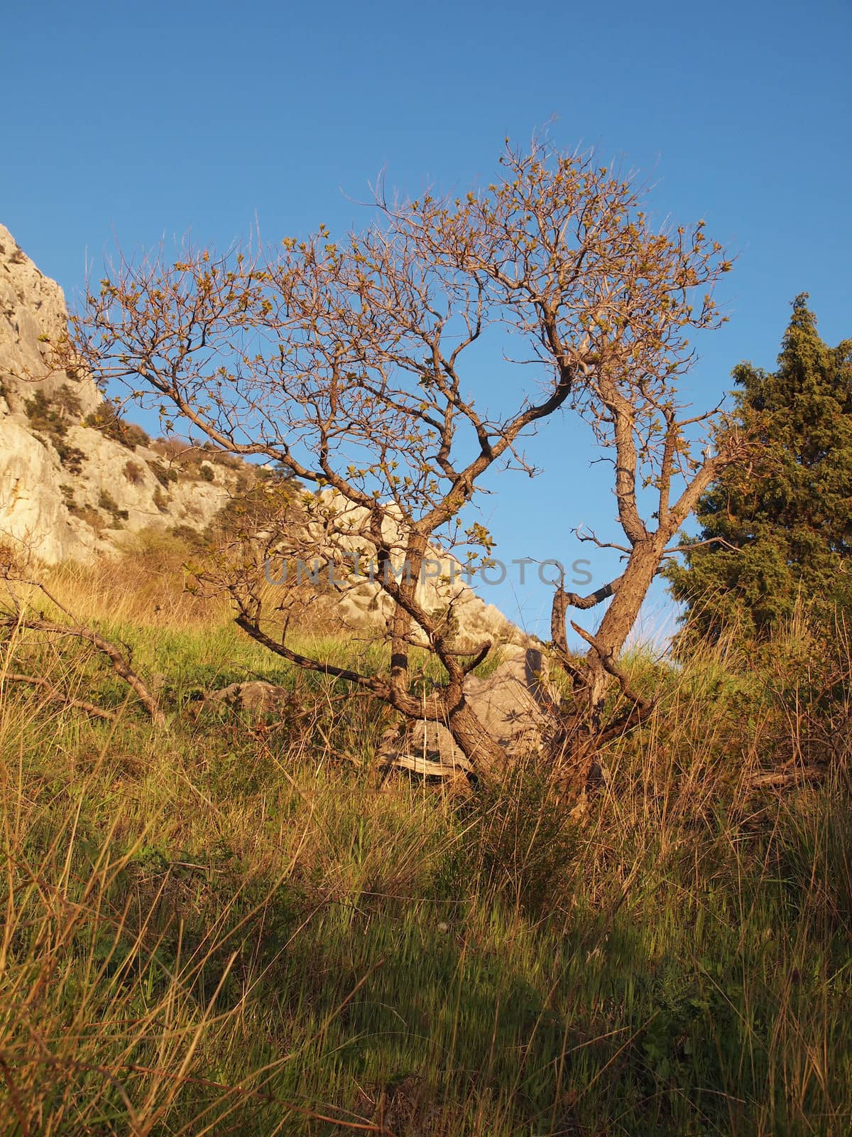 tree, sky and rock