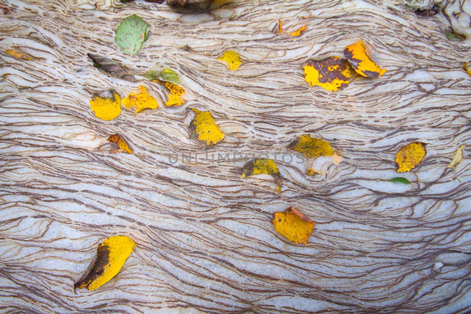 autumn leaves on water in a stream