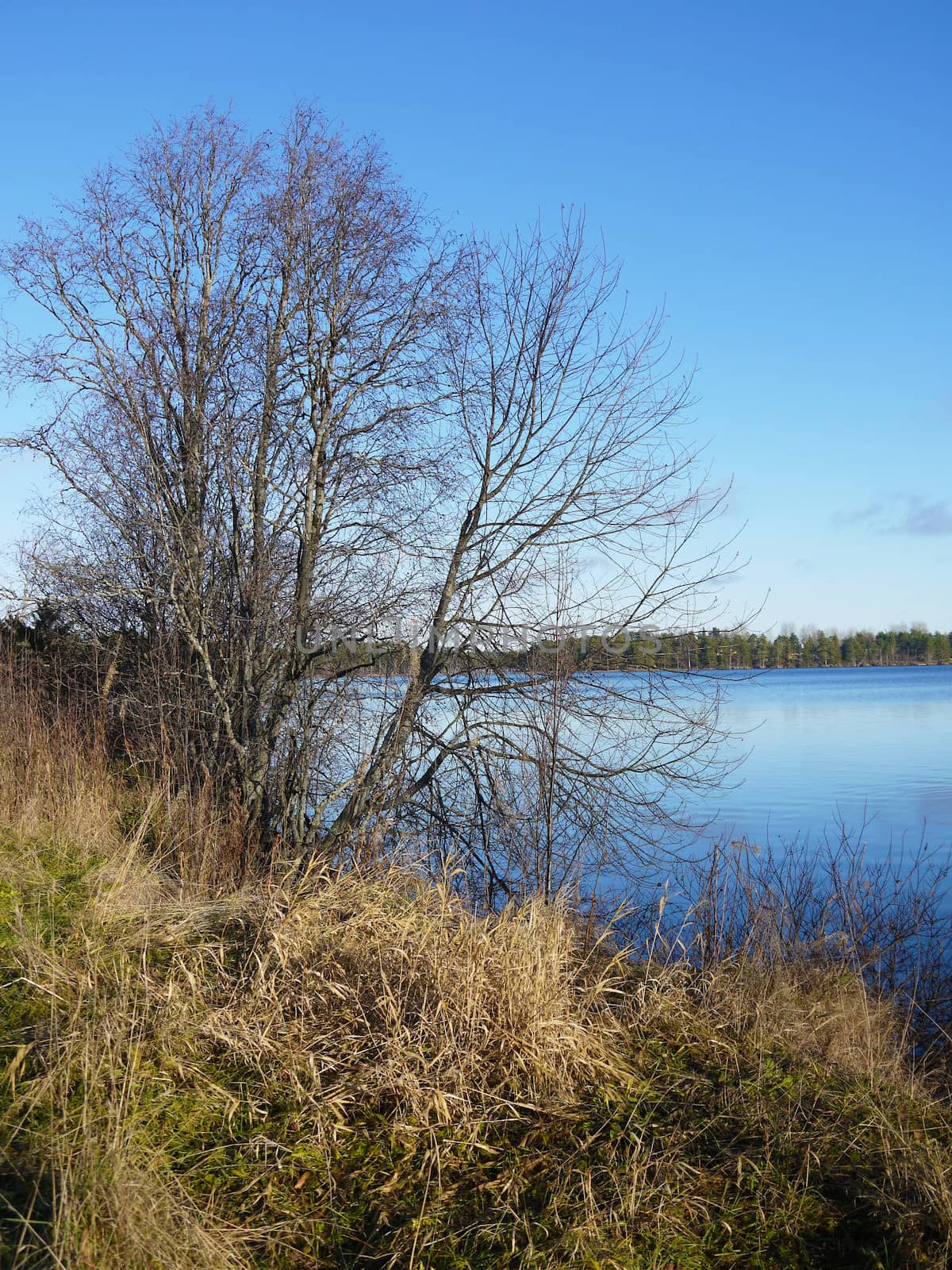 Coast of lake in the autumn