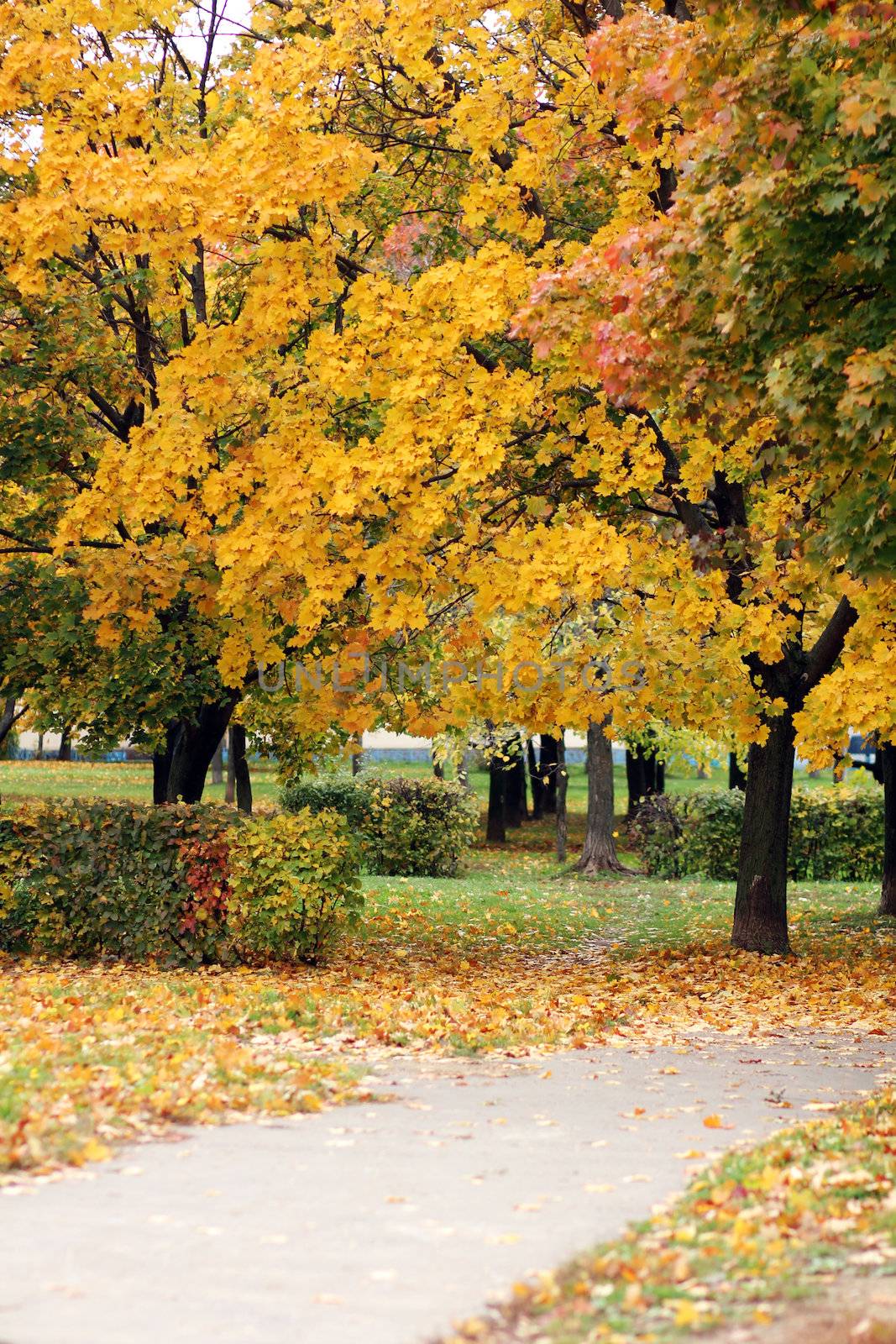 Autumn at the park