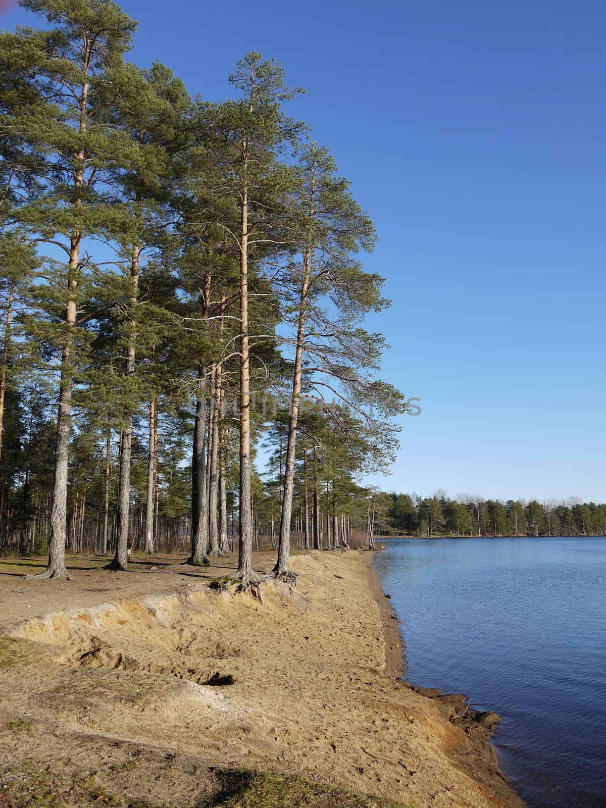 Coast of lake in the autumn