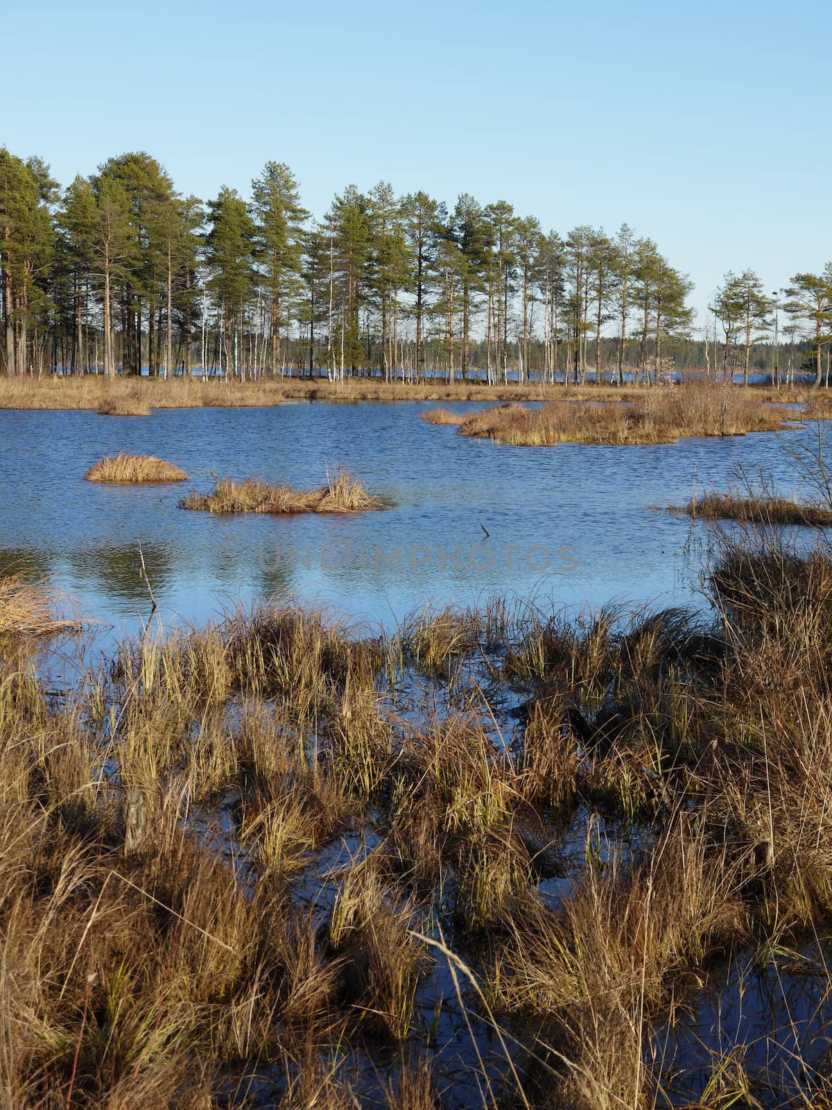 Coast of lake in the autumn