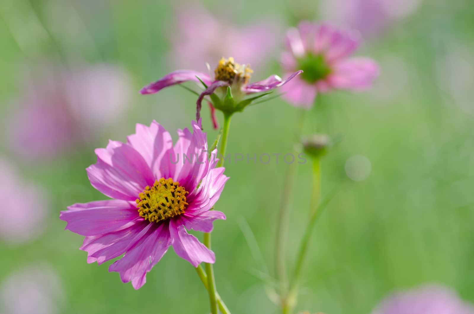 Pink Cosmos flower family fompositae in garden 