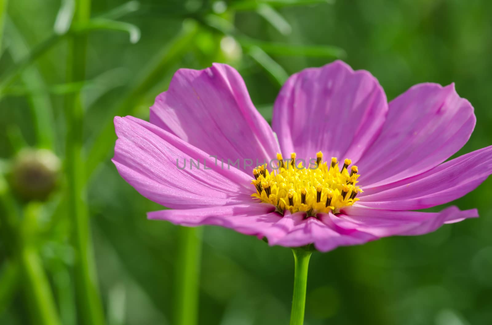 Pink Cosmos flower family fompositae in garden 