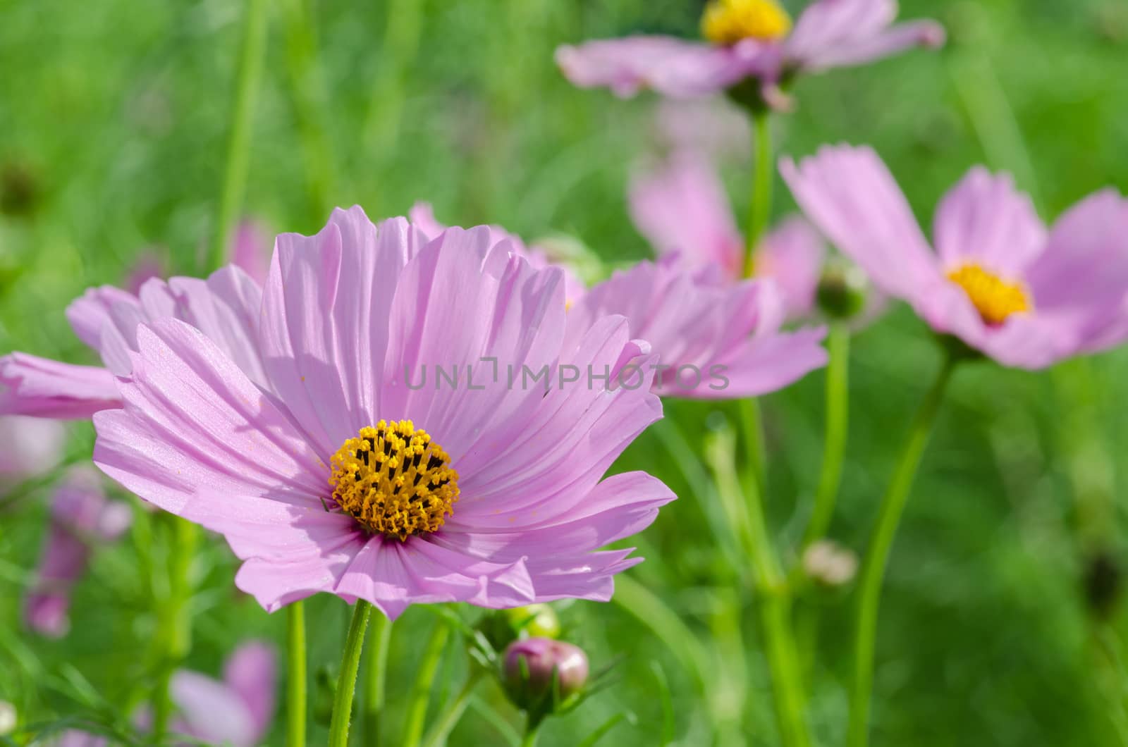 Pink Cosmos flower family fompositae in garden 