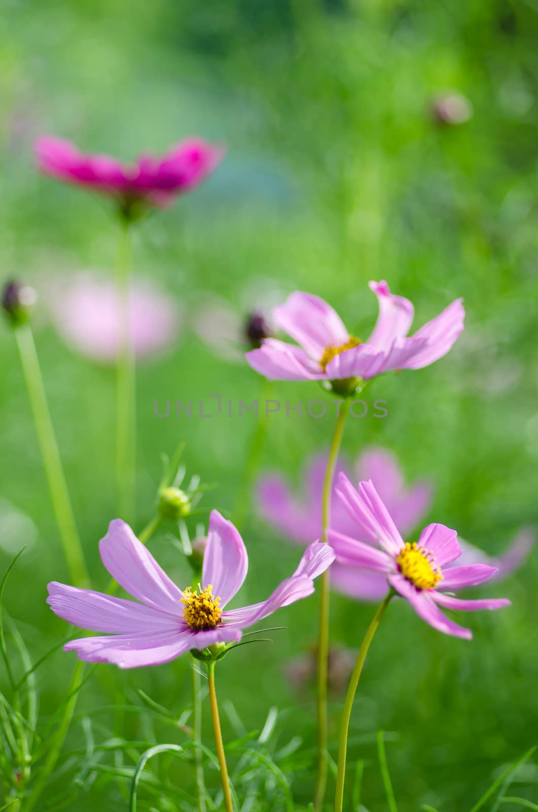 Pink Cosmos flower family fompositae in garden 