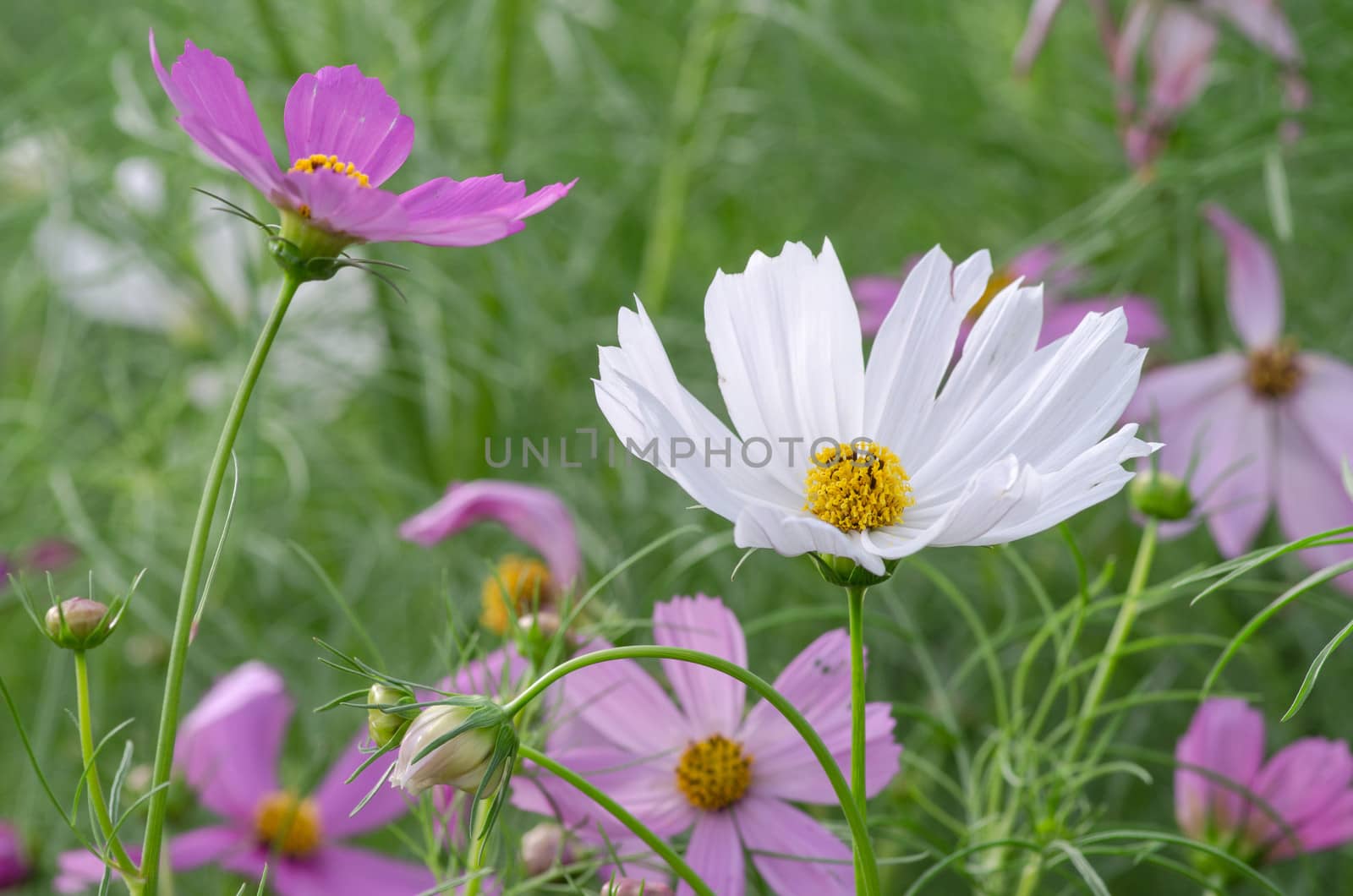 Pink and white Cosmos flower family fompositae in garden 