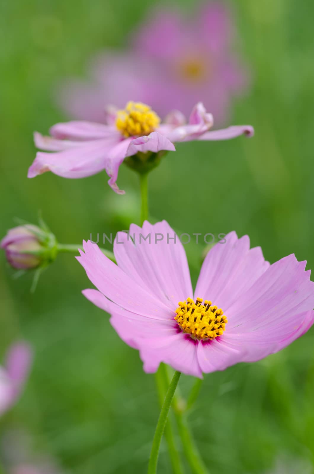 Pink Cosmos flower family fompositae in garden 