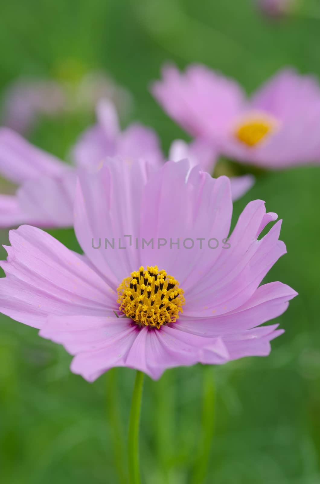 Pink Cosmos flower family fompositae in garden 