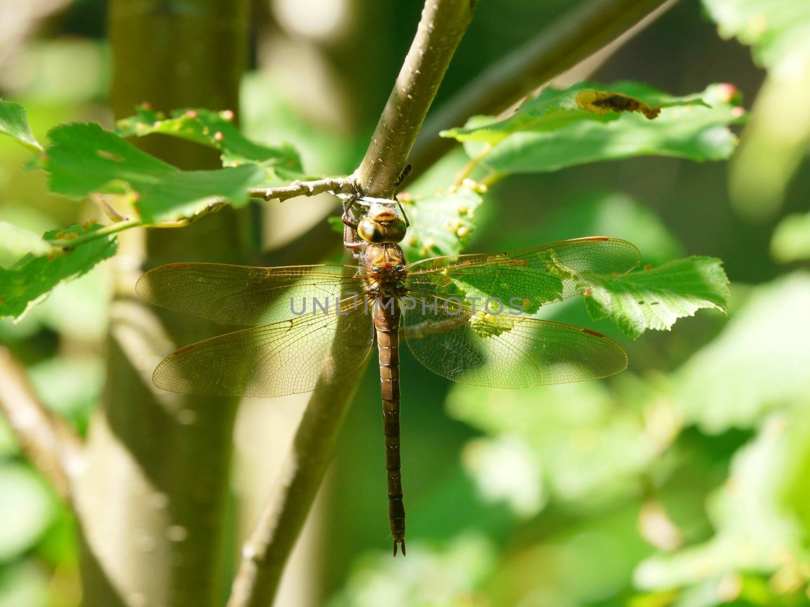 Dragonfly eating a butterfly