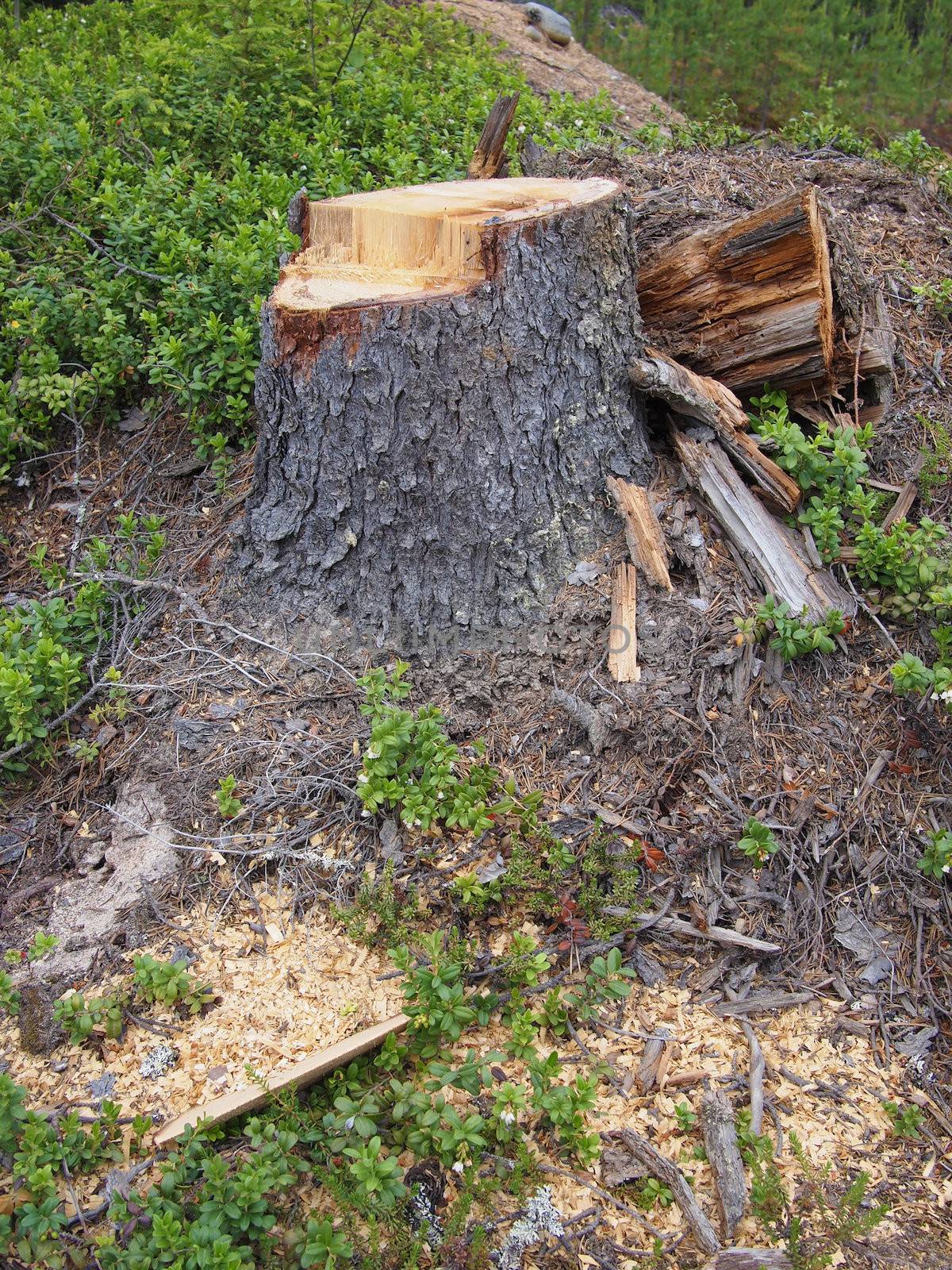 Freshly sawed big fir tree stump in spring forest  by Enskanto