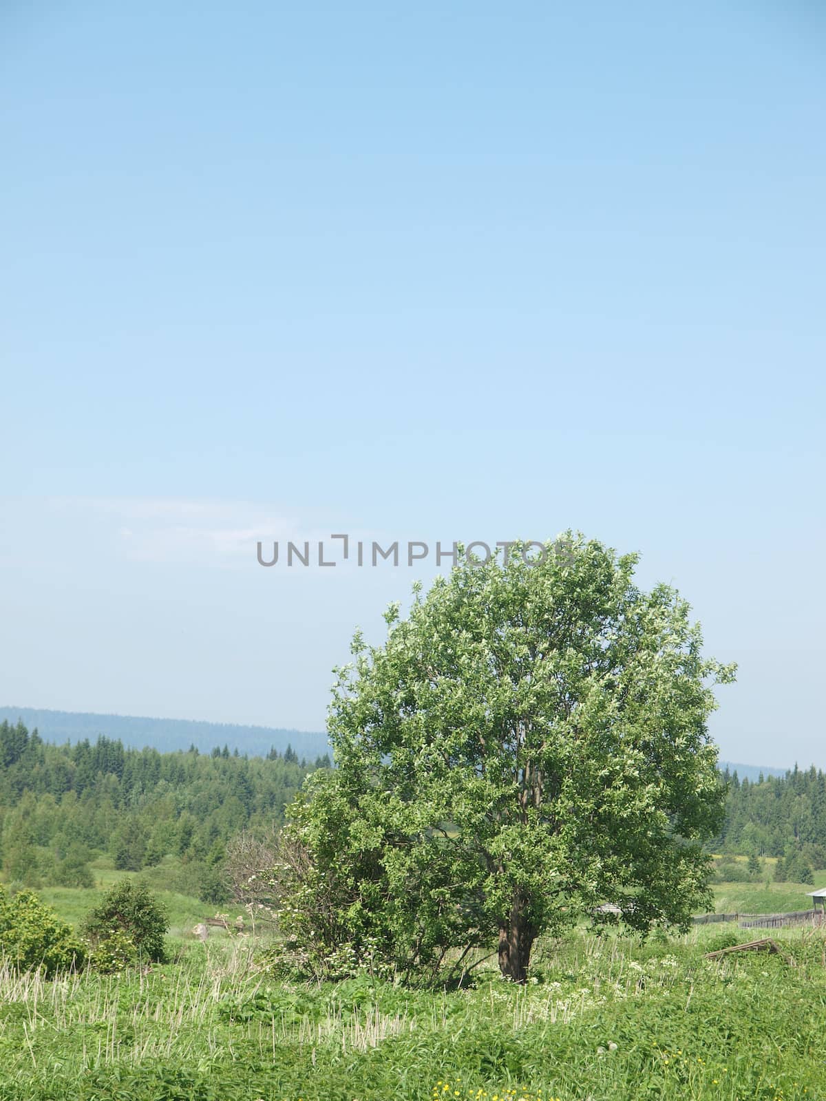 Forest in summer. Russia         