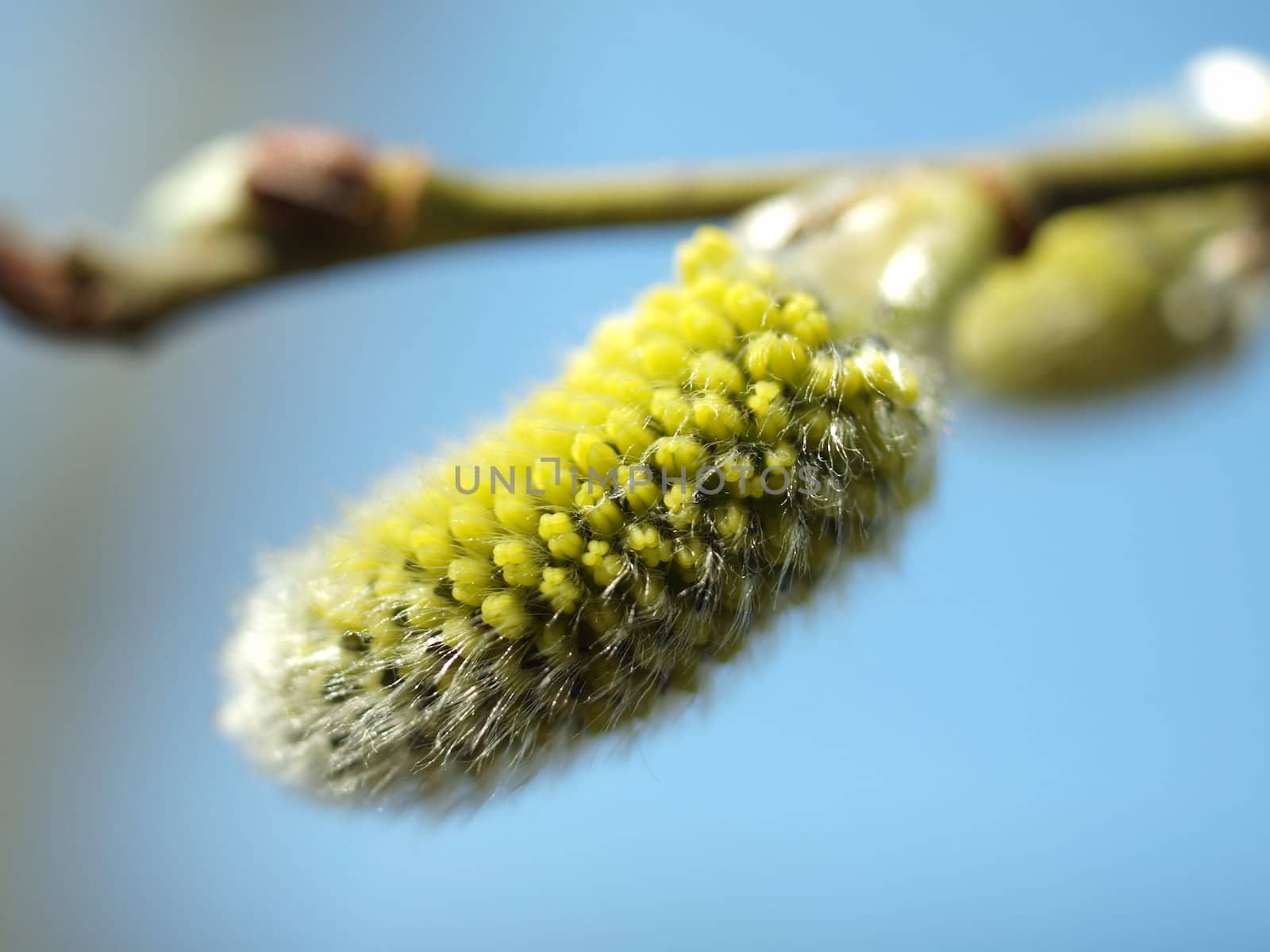 Pussy-willow branch and Blue Sky    
