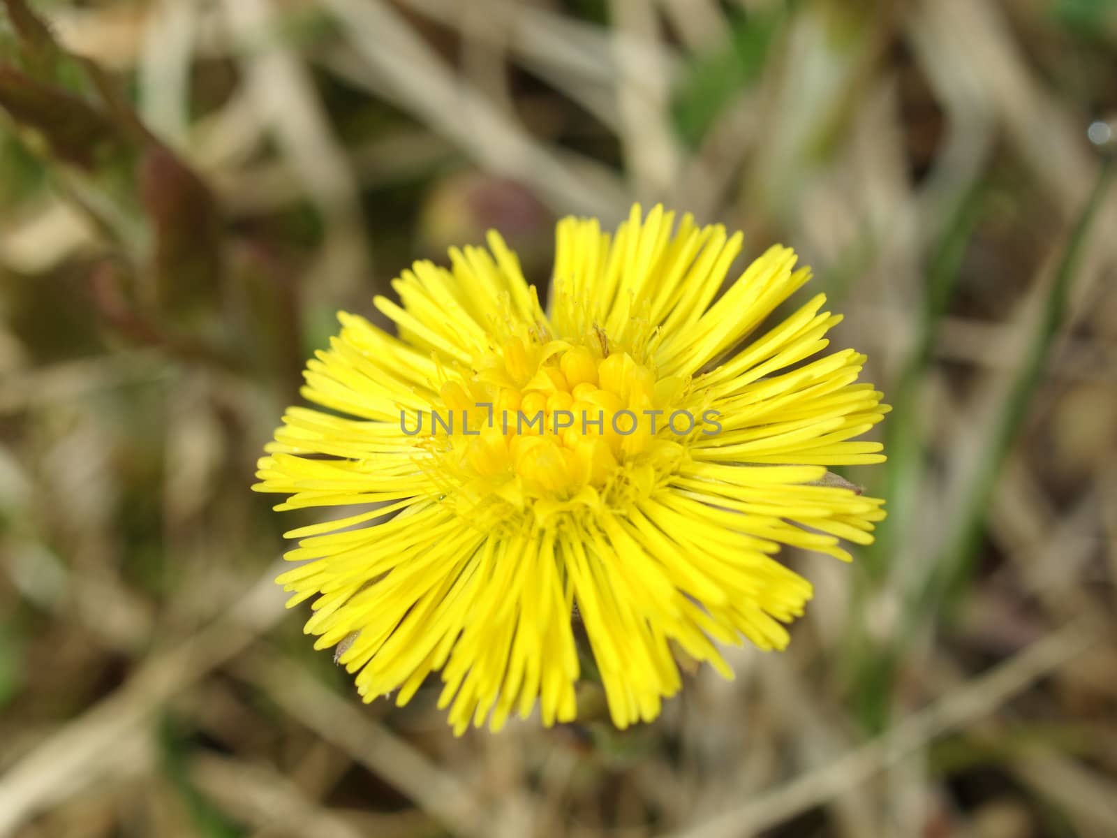 Coltsfoot in the spring sunny day close up  