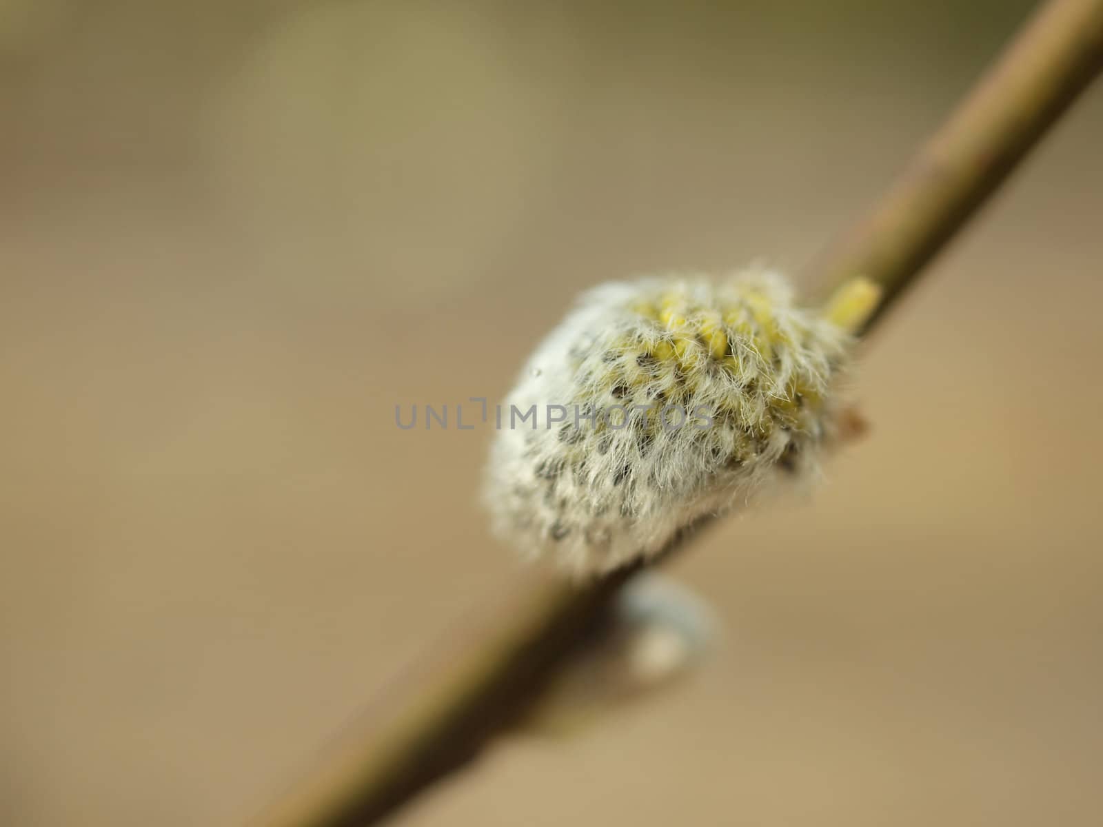 Fluffy flowers of a willow on a branch     
