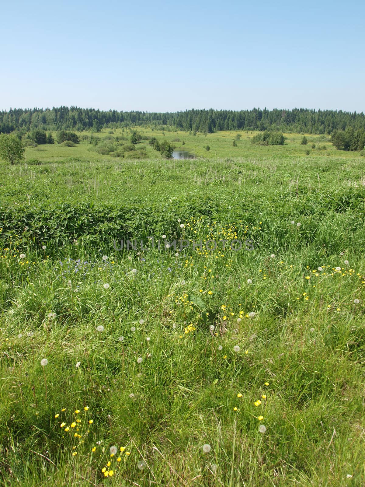 Forest in summer. Russia     