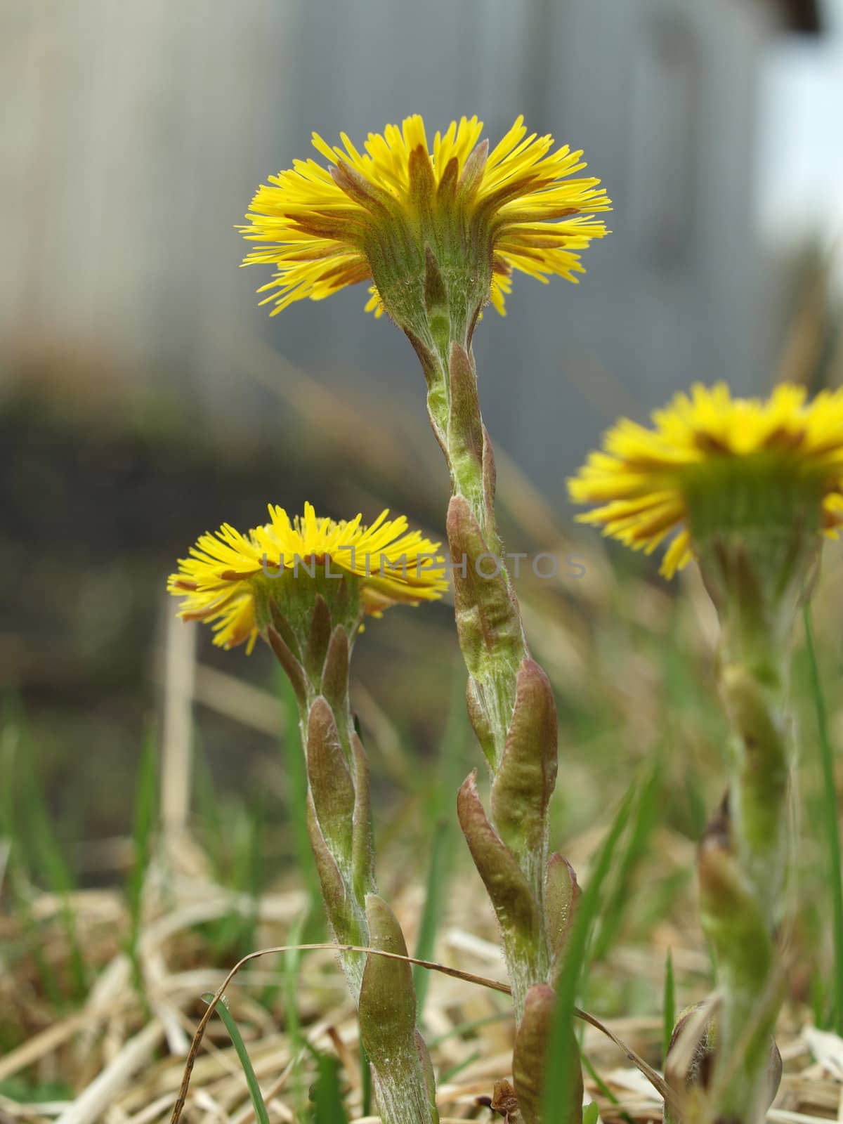 Coltsfoot in the spring sunny day close up