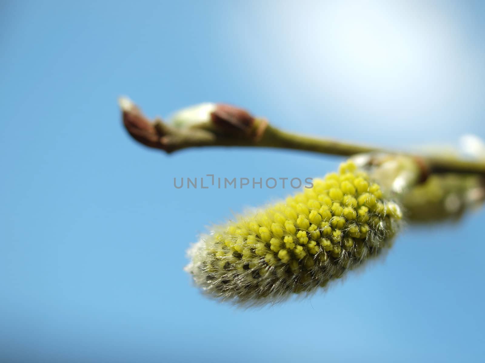 WILLOW CATKINS by Enskanto