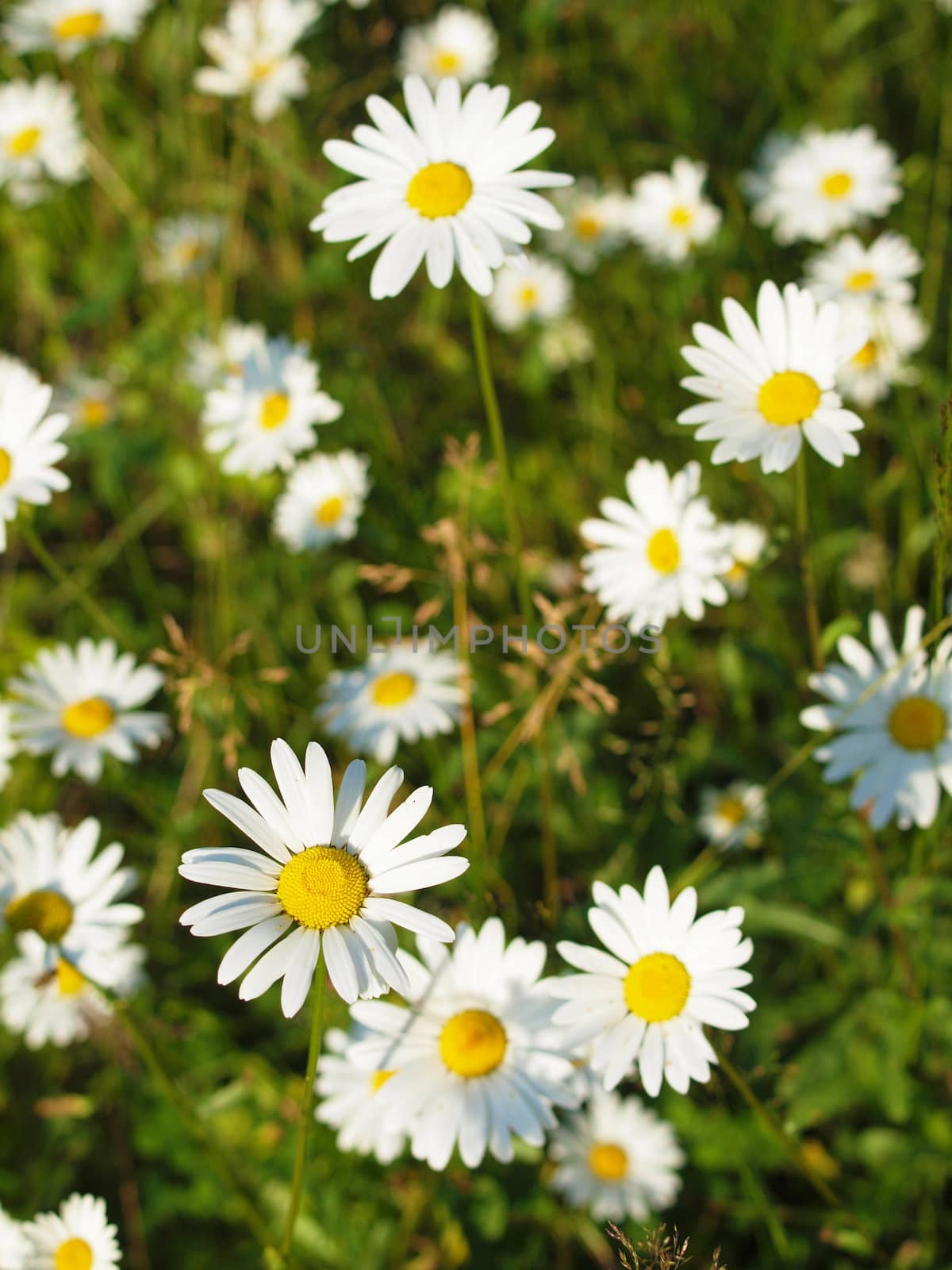 Camomiles in a wood      