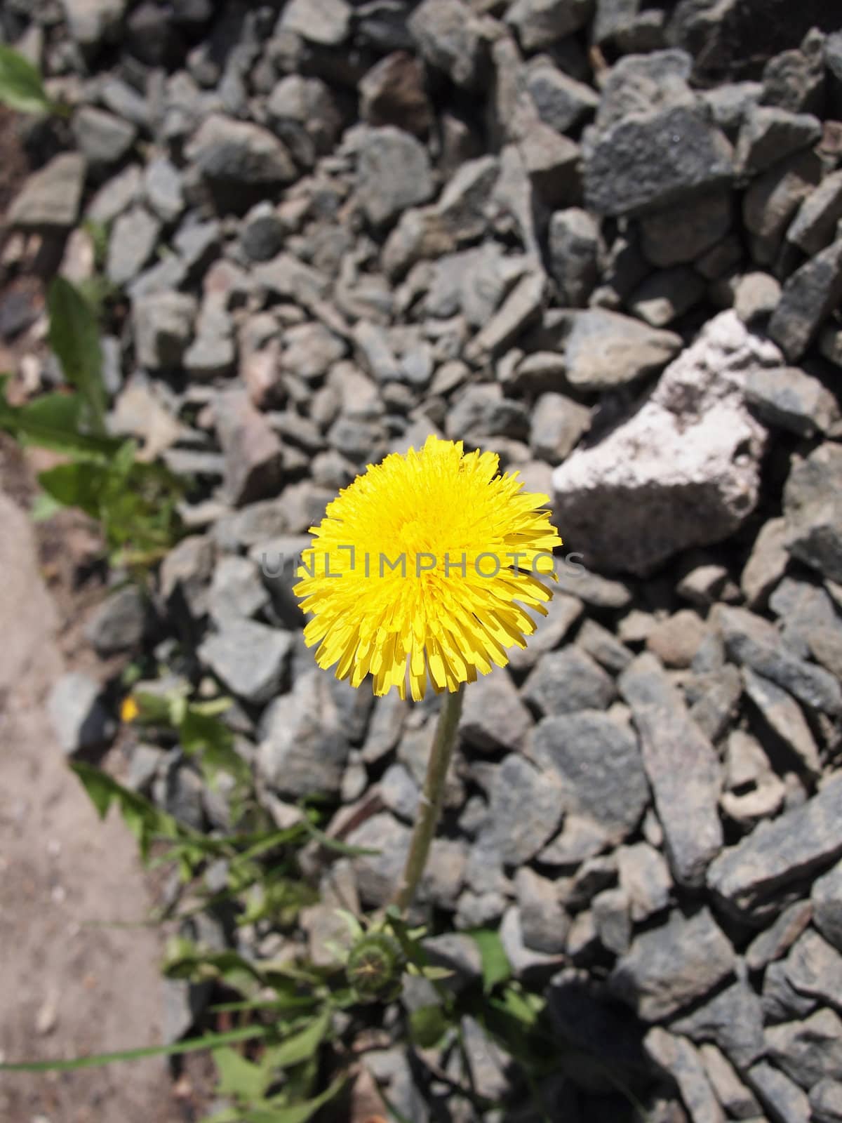 Spring flower are blooming out of a rocky gray ground 