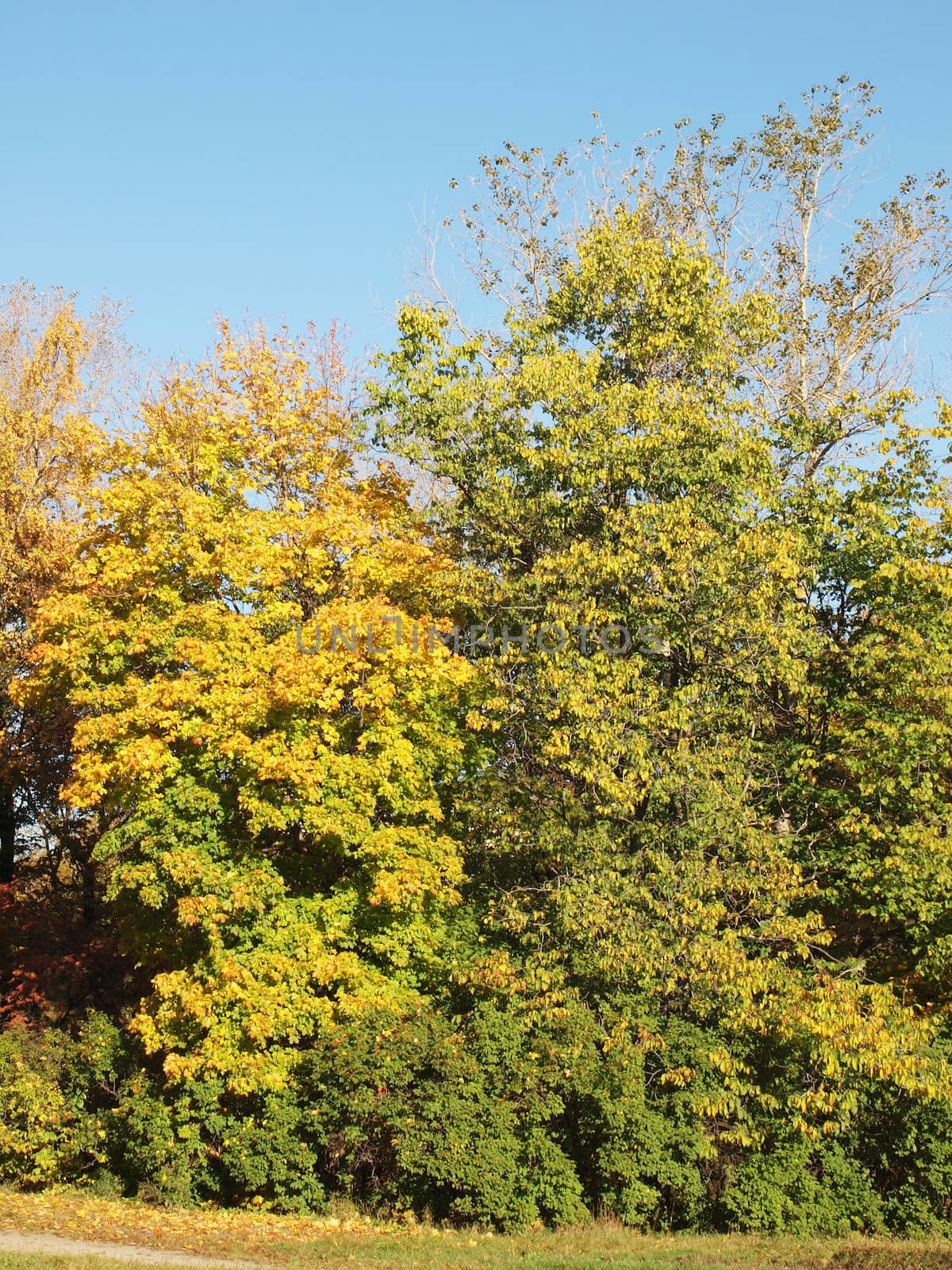 Park in the fall          