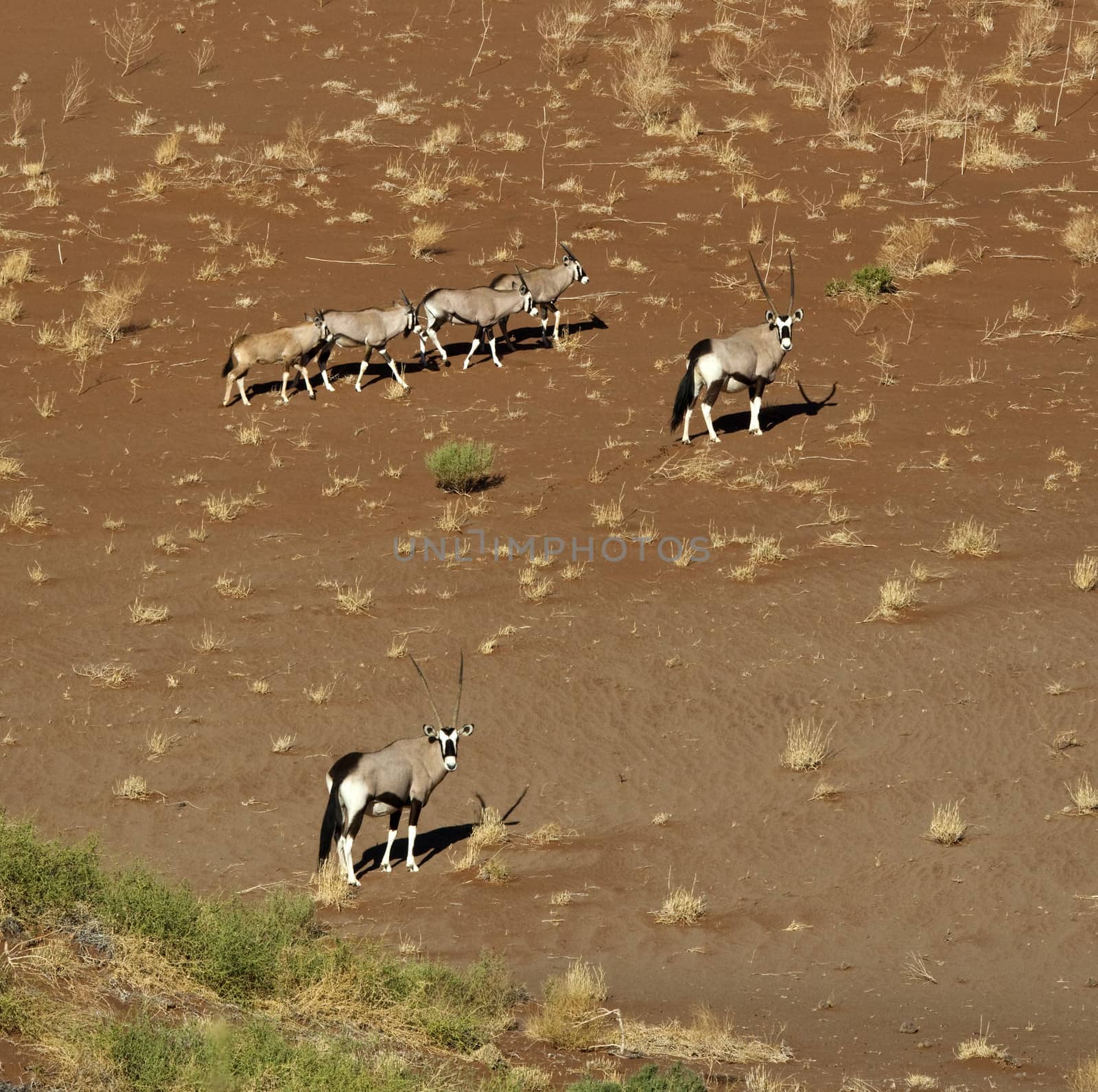 Group of Gemsbok (Oryx) on a sand dune near Sossusvlei in the Namib Desert in Namibia