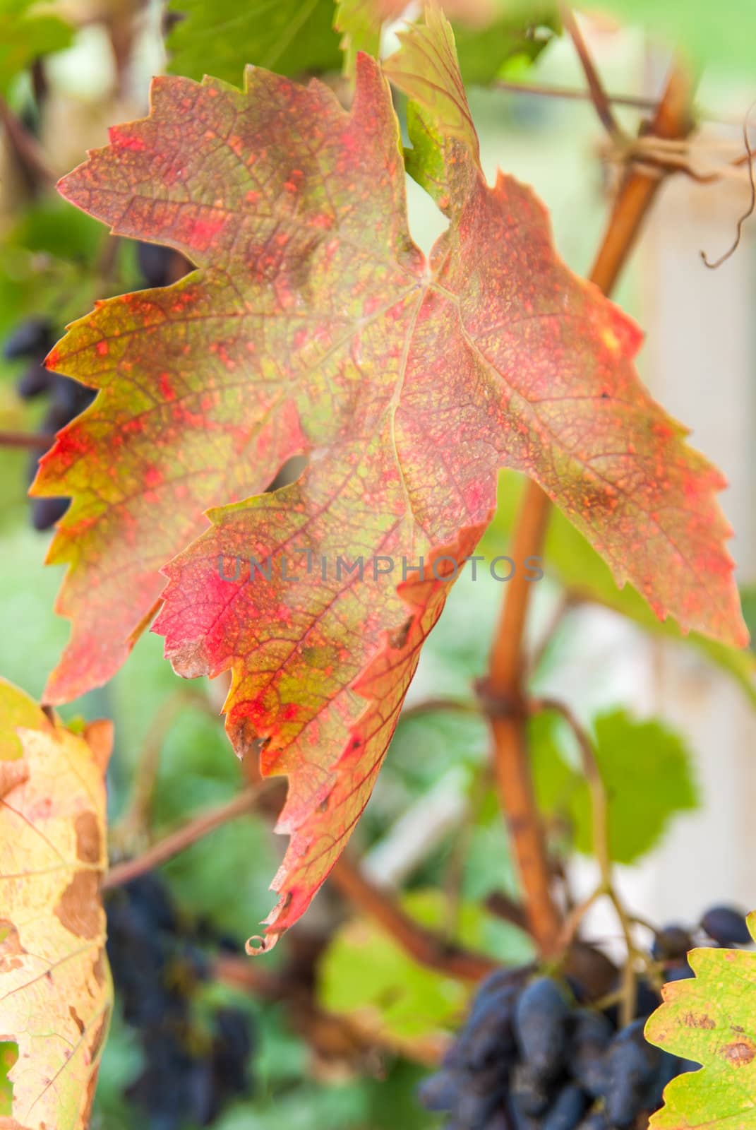 ripe cabernet sauvignon grapes on vine in autumn by Zhukow