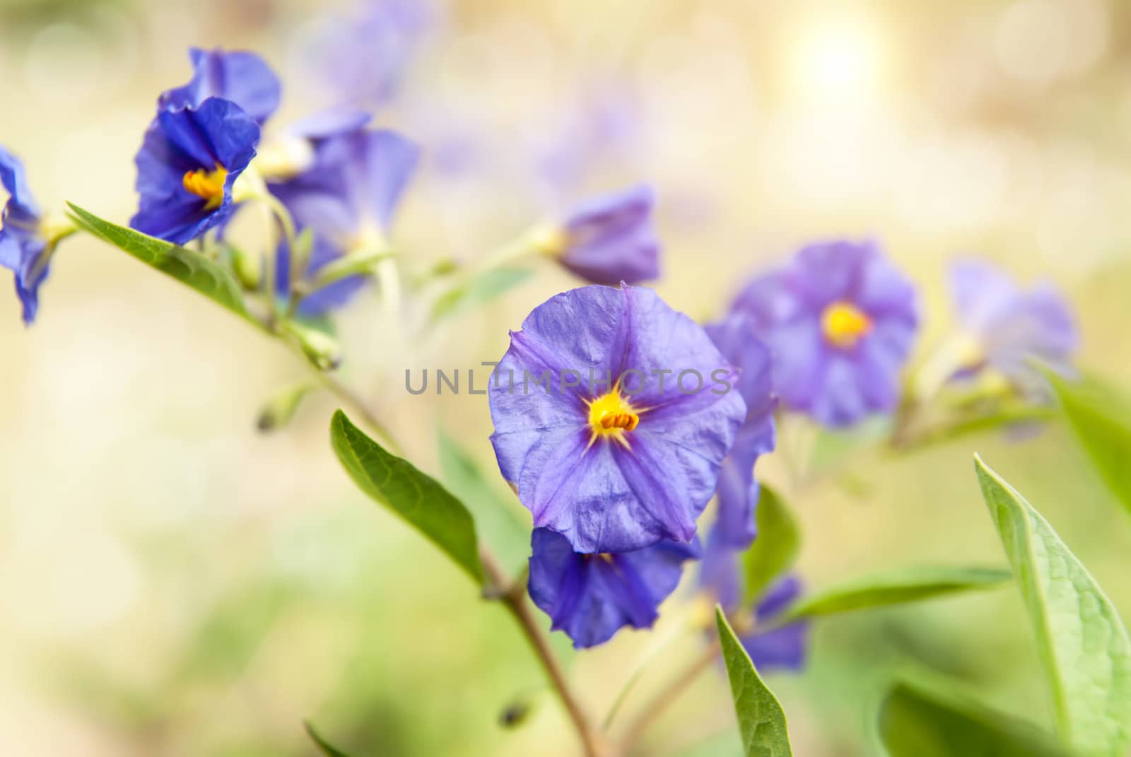 Nice summer meadow , shallow depth of field with focus on one of the Cosmos Flower by Zhukow