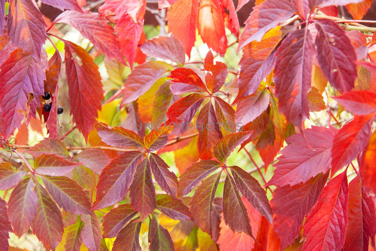 Brightly colored leaves during autumn