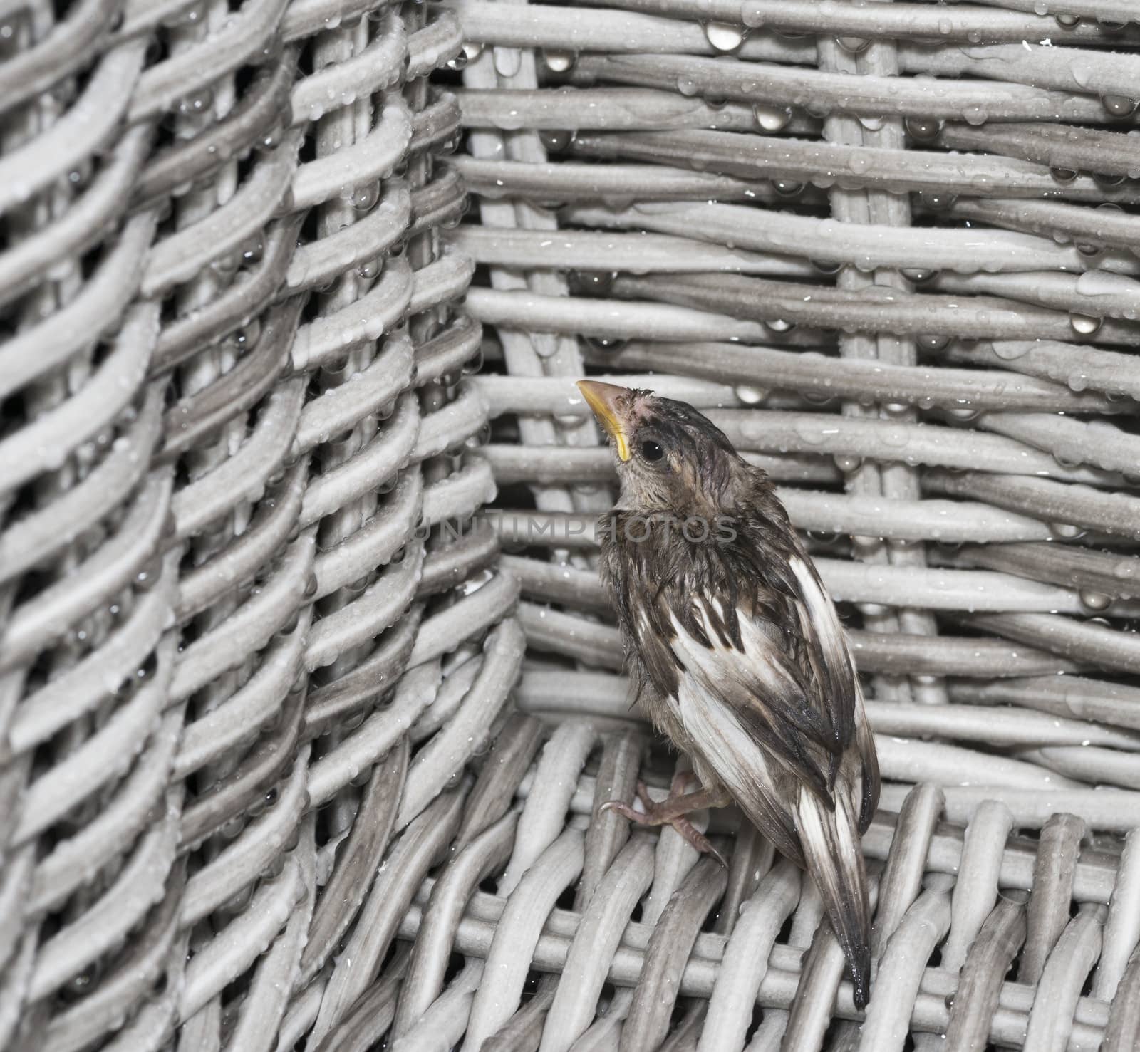 young baby  sparrow hiding from rain