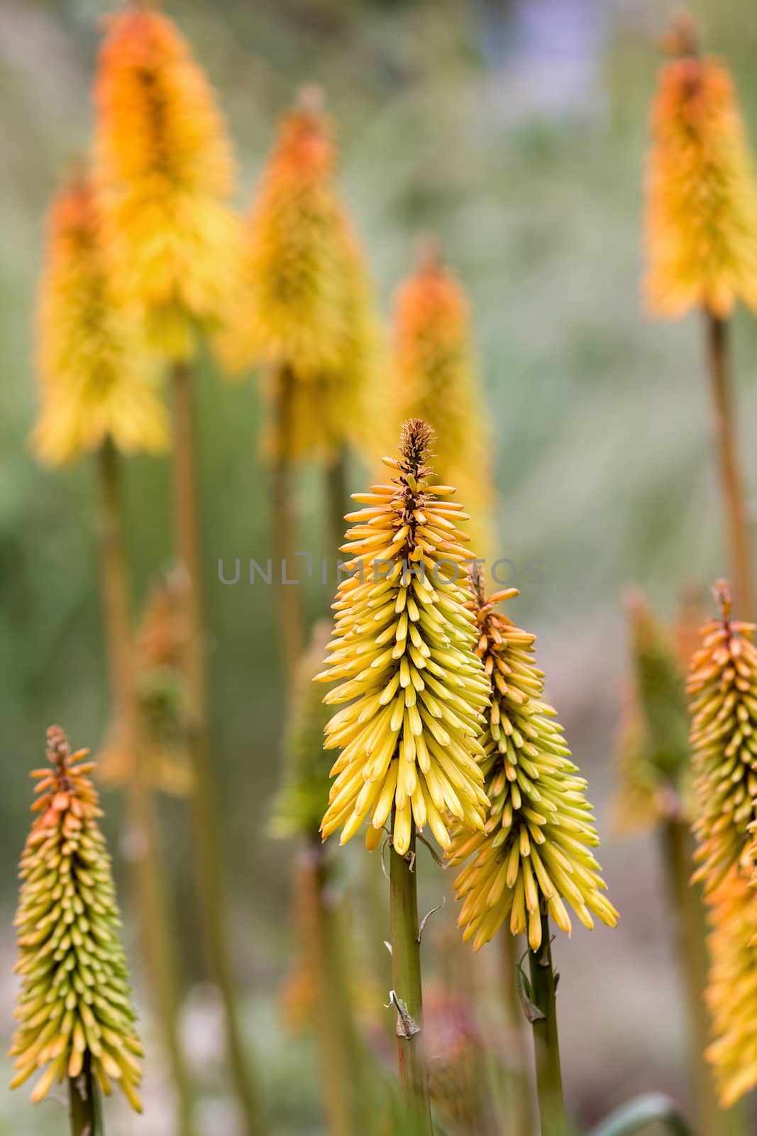Red Yellow Hot Poker Flower Blooming in Summer
