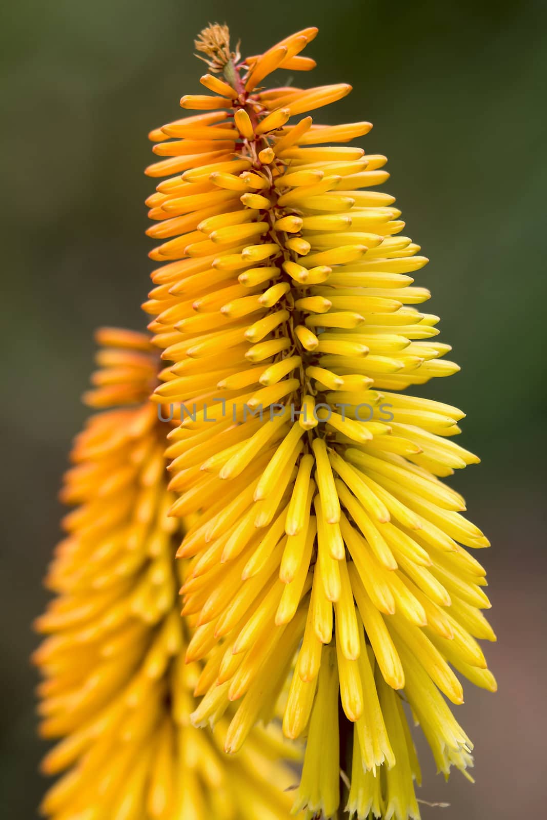 Red Yellow Hot Poker Flower Blooming in Summer Closeup