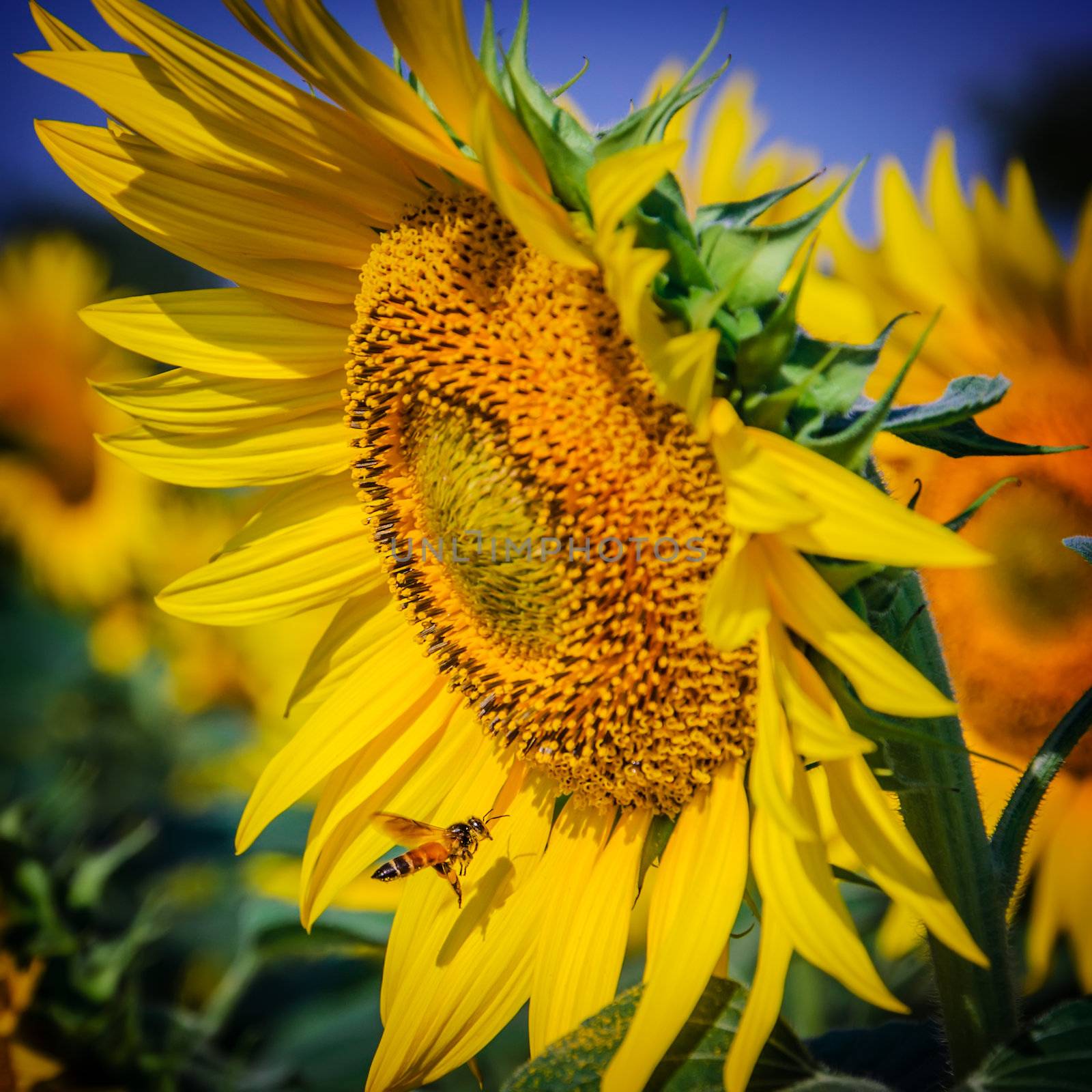 A bee collects nectar from sunflower by catarena