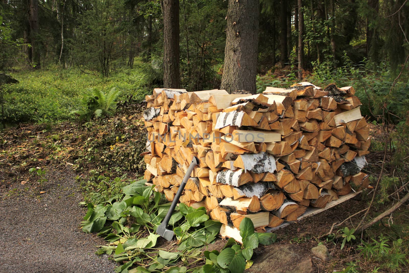 Split birch firewood stacked by anterovium