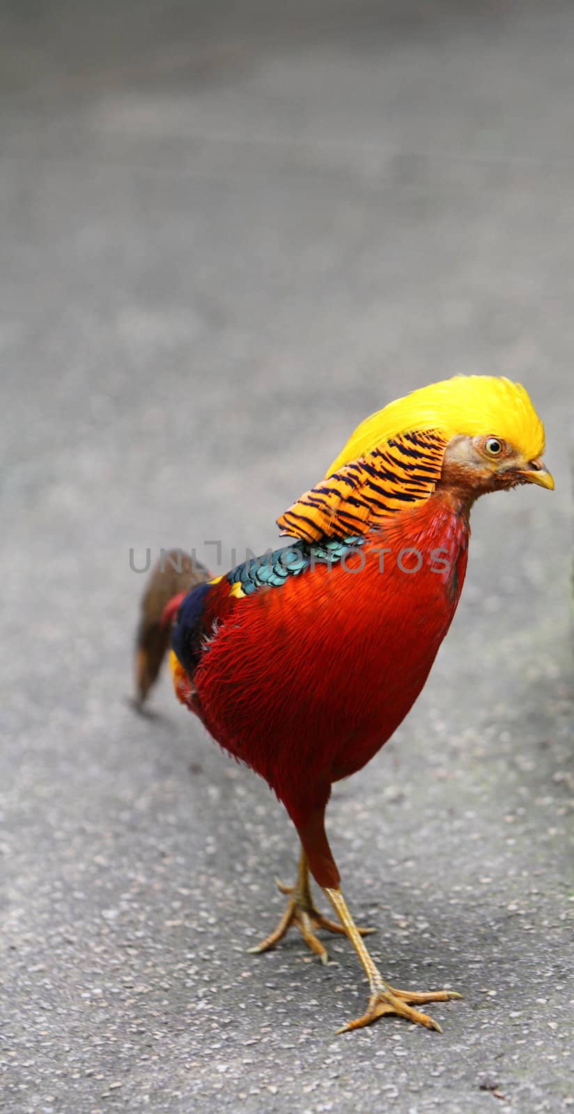 golden pheasant