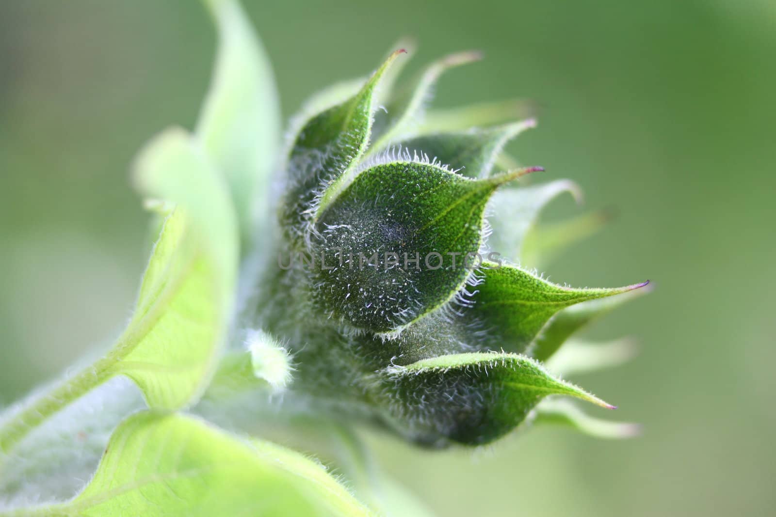 sunflower flower bud by mitzy