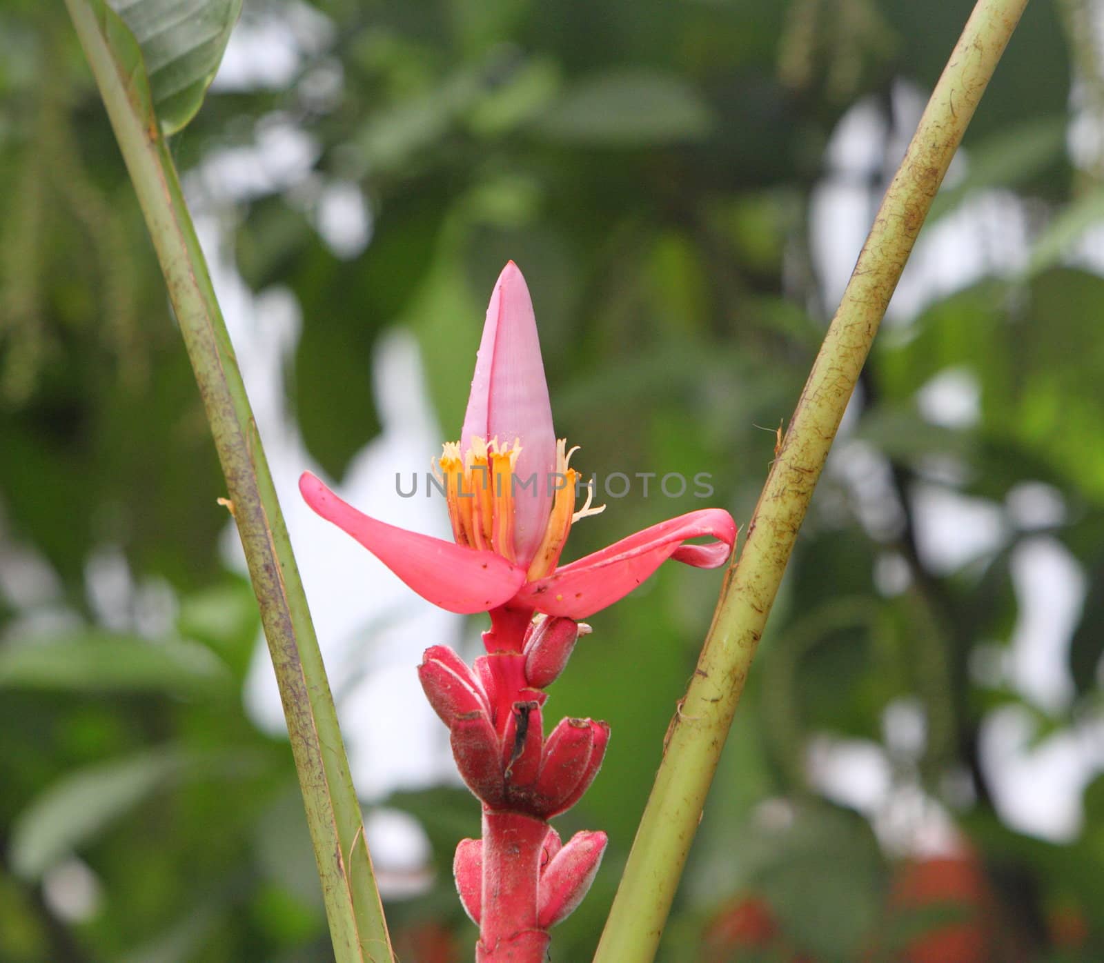 Banana tree flower