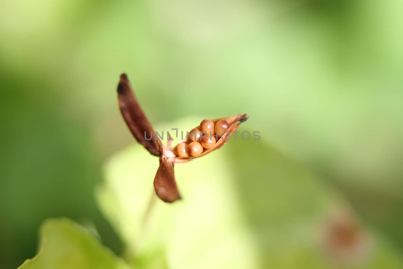 Violet flower seeds in a pod