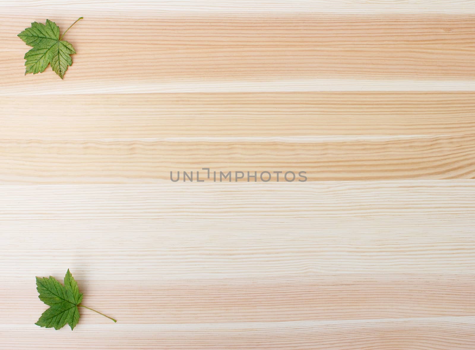 Two green sycamore leaves on a wooden background with copy space