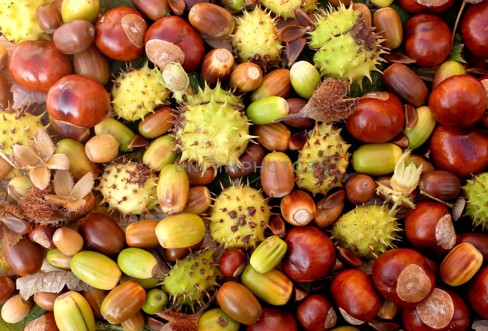 Colourful fall detritus of horse chestnuts, acorns, beechnuts and cobnuts as a natural background