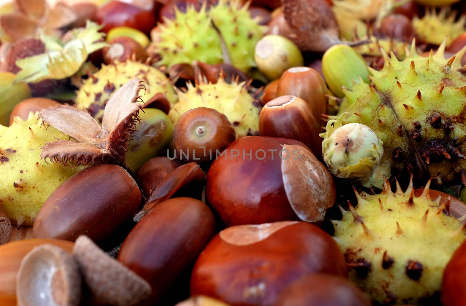 Closeup of horse chestnuts, acorns, beechnuts and cobnuts in fall colors