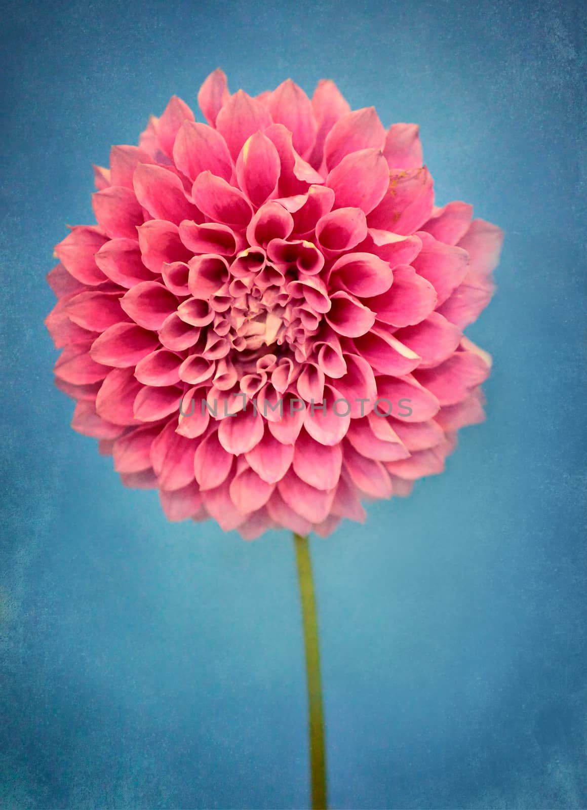 Beautiful showy double pink dahlia on a rustic blue textured background that emotes a painterly appearance.