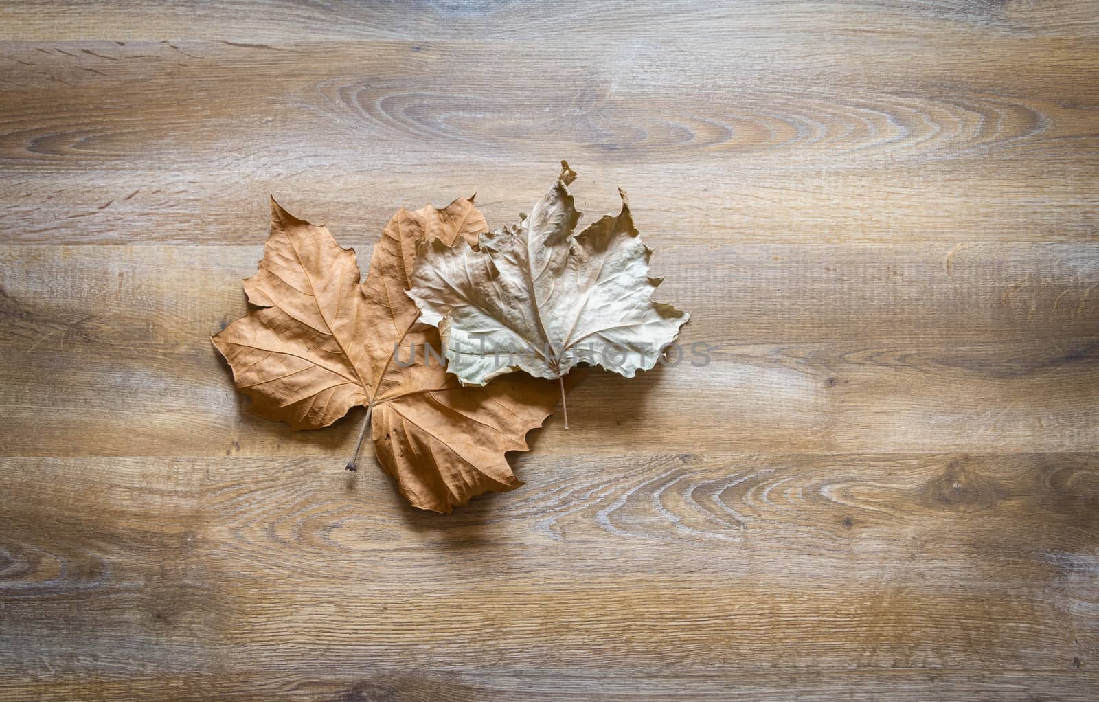 Autumn leaves in a wooden background by doble.d
