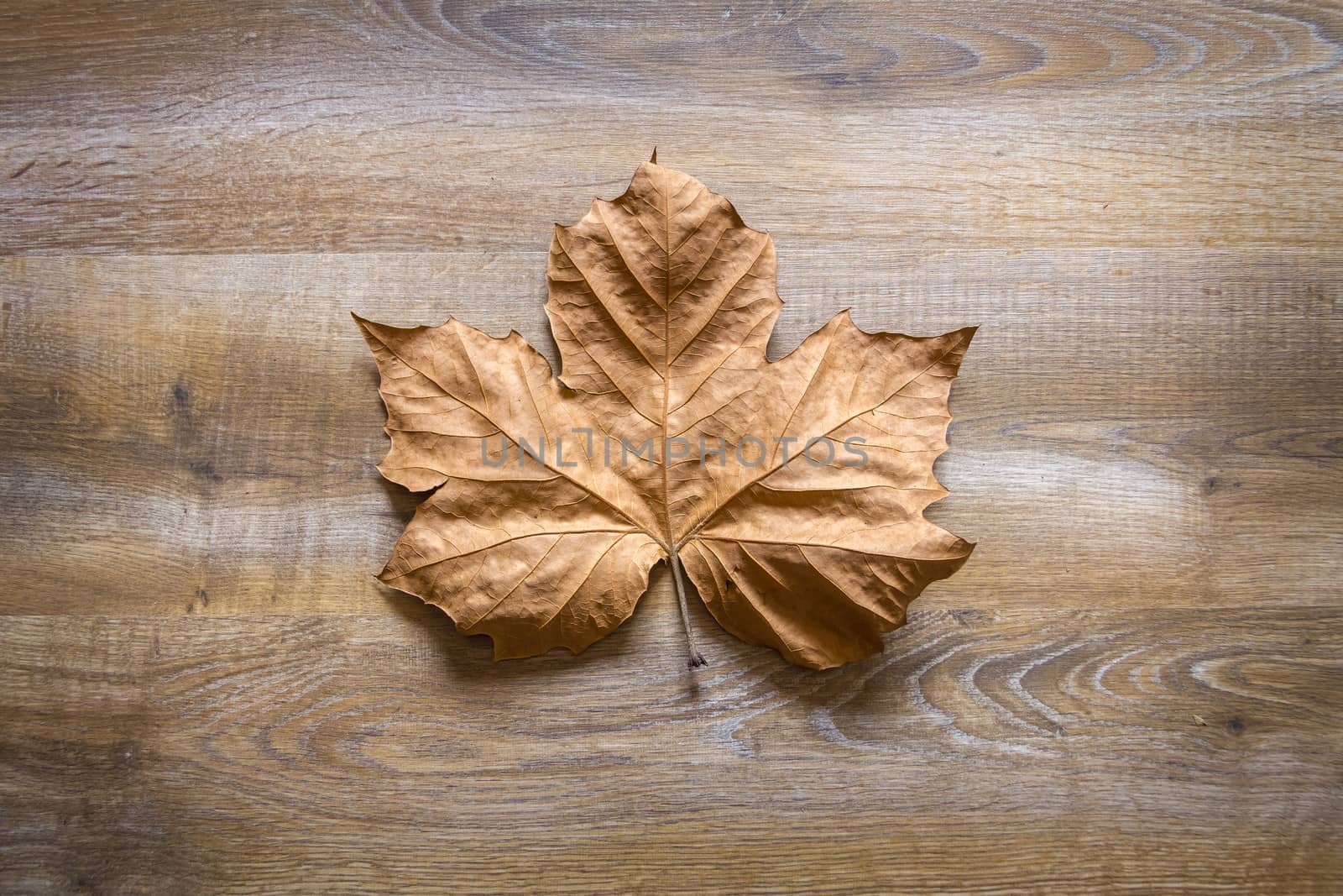 Autumn leaf in a wooden background by doble.d