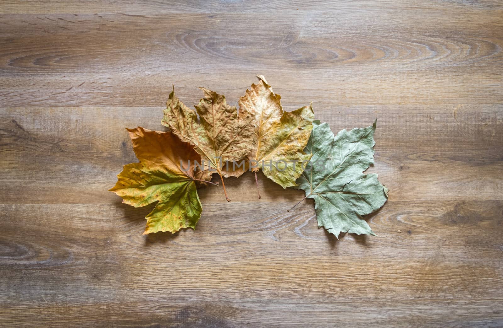 Autumn leaves in a wooden background