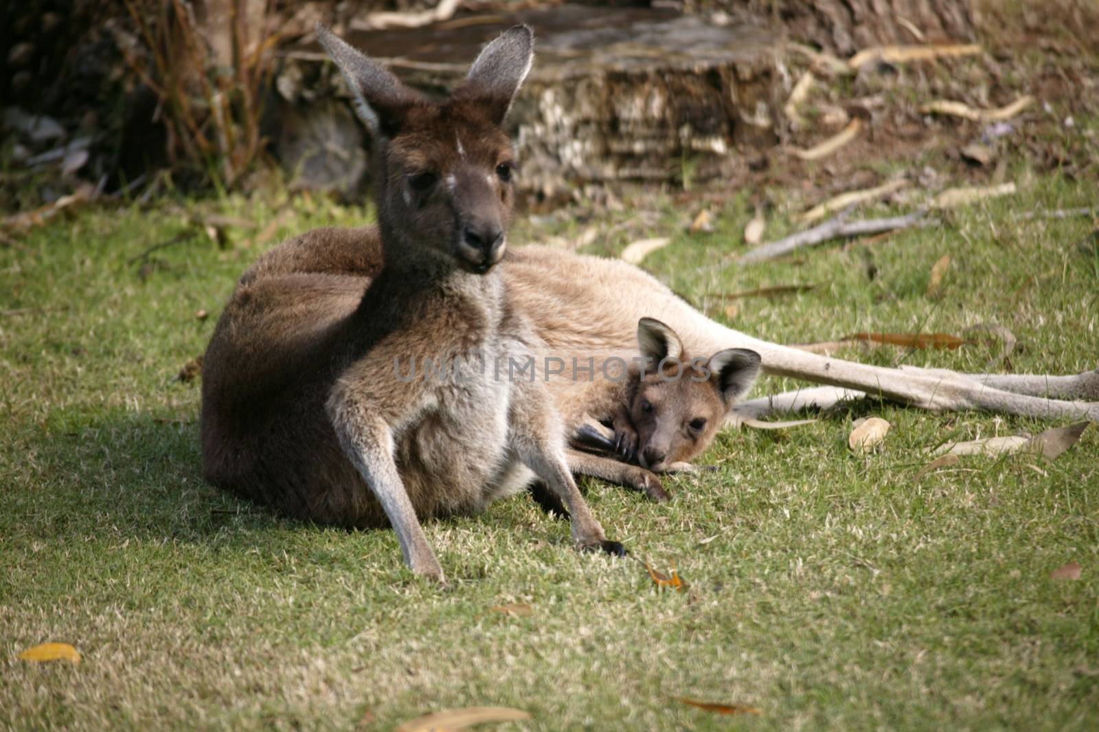 Australian Western Grey Kangaroos in open bushland