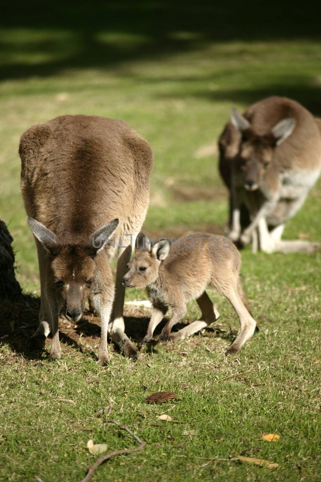 Australian Kangaroo by Kitch