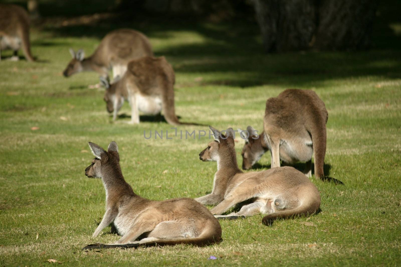 Australian Western Grey Kangaroos in open bushland