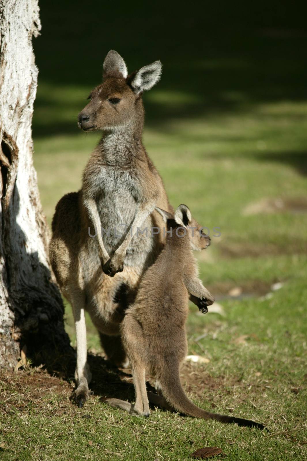 Australian Kangaroo by Kitch