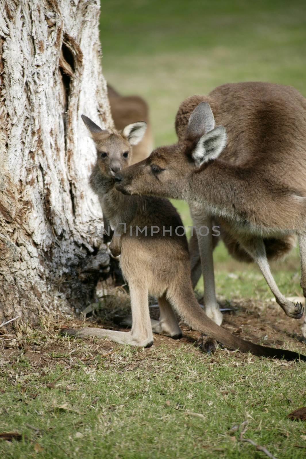 Australian Western Grey Kangaroos in open bushland